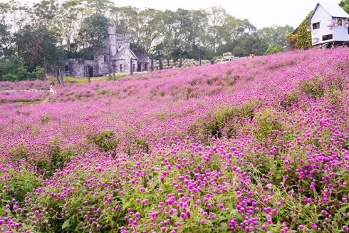 Thảo nguyên hoa Long Biên thơ mộng