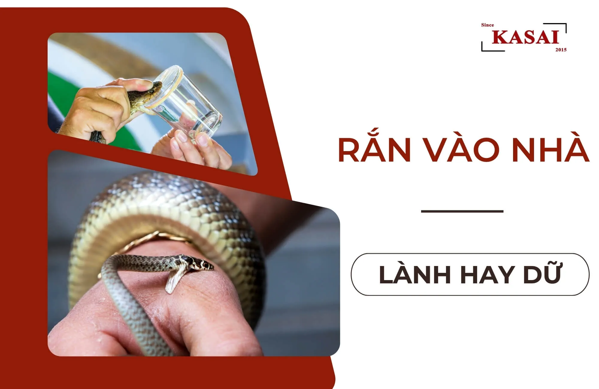 Rắn vào nhà là điềm gì theo quan niệm dân gian và khoa học