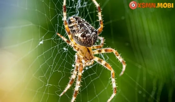 Những ý nghĩa khác của giấc chiêm bao thấy nhện
