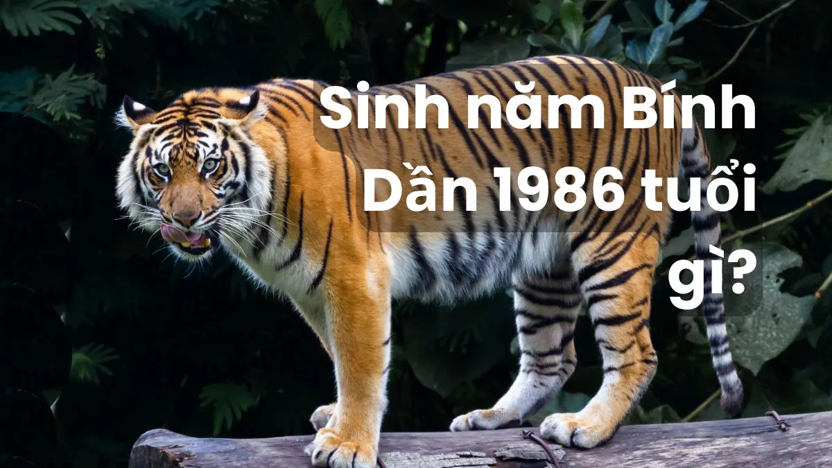 Người sinh năm 2009 tuổi Kỷ Sửu cầm tinh con Trâu kiên định