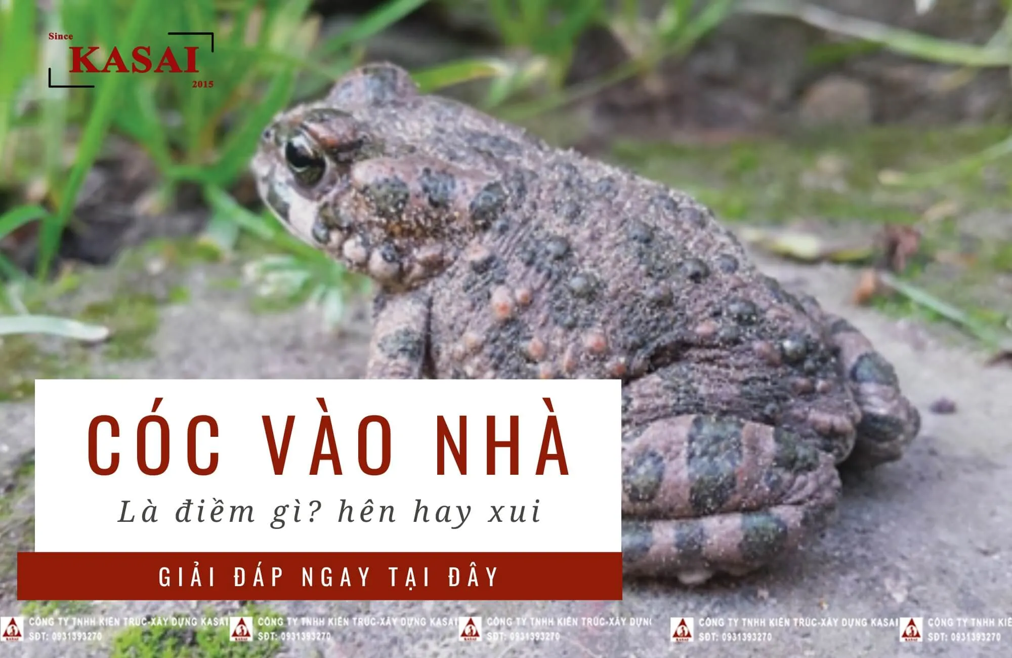Cóc vào nhà là điềm báo gì, hên hay xui?