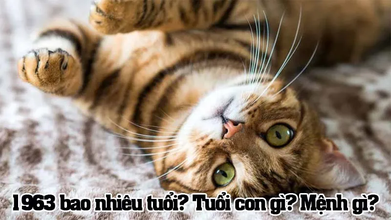 Người sinh năm 1963 tuổi Quý Mão, mệnh Kim Bạch Kim và con giáp Mèo