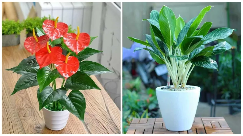 Cây hồng môn với hoa màu đỏ ngọc, thu hút may mắn cho người tuổi Tỵ